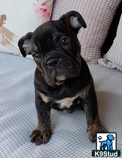 a english bulldog dog sitting on a bed