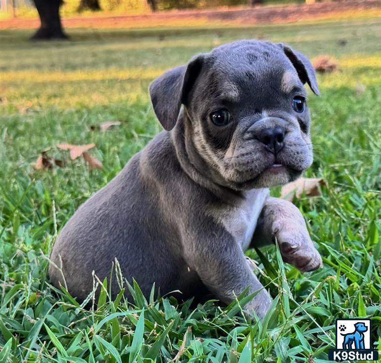 a english bulldog puppy lying in the grass