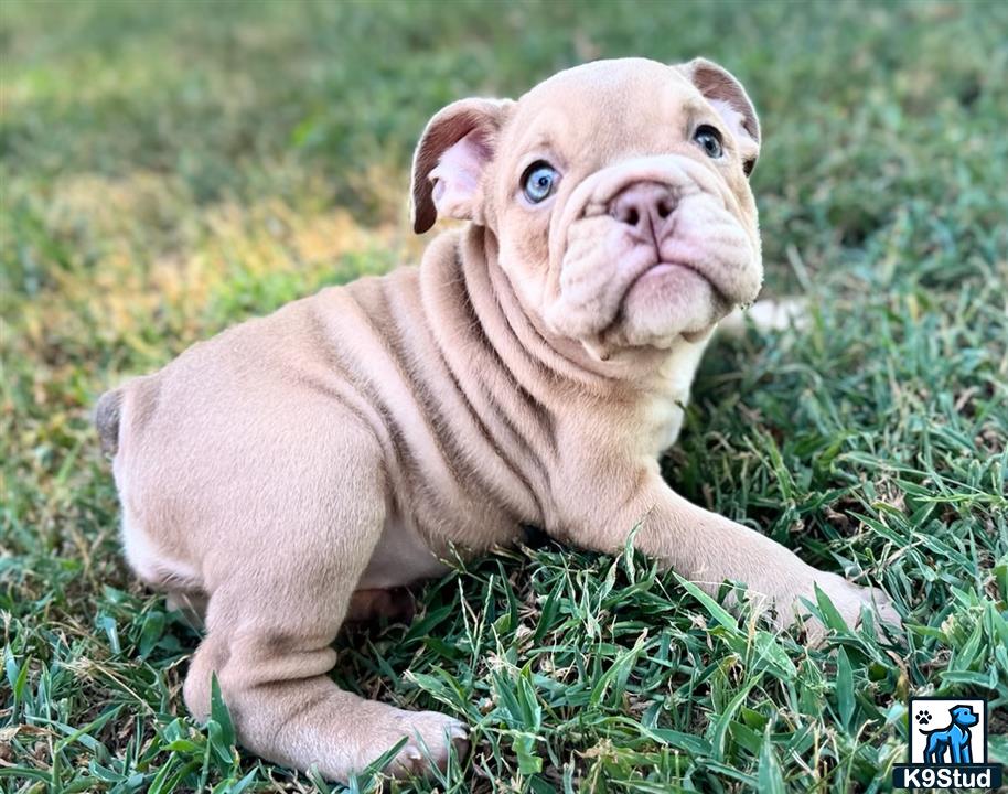 a english bulldog dog lying in the grass