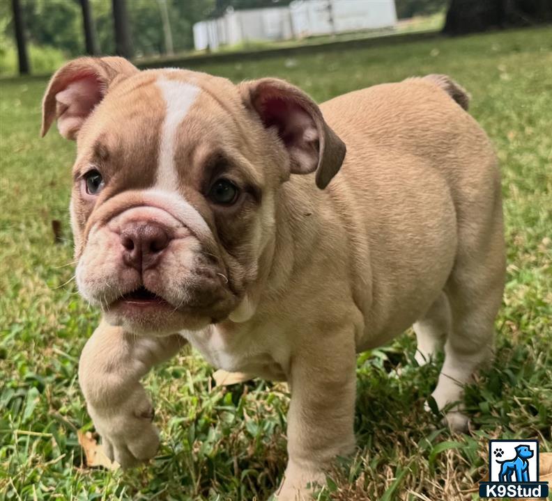 a english bulldog dog standing on grass