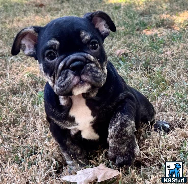 a english bulldog dog with a stick in its mouth