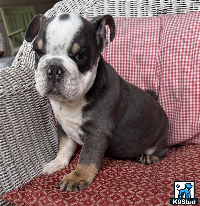 a english bulldog dog sitting on a red blanket