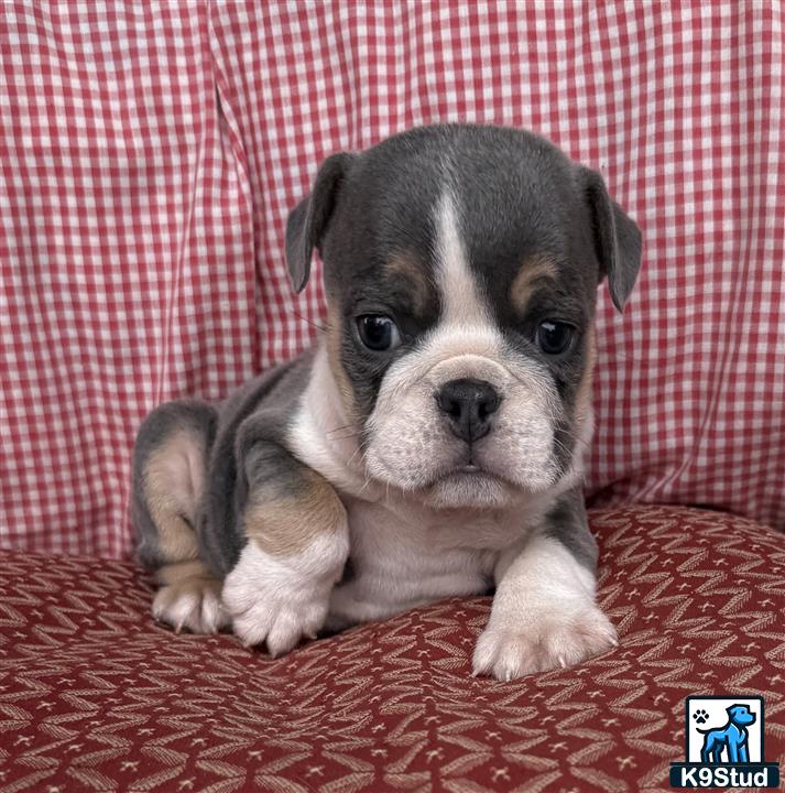 a english bulldog puppy lying on a red blanket