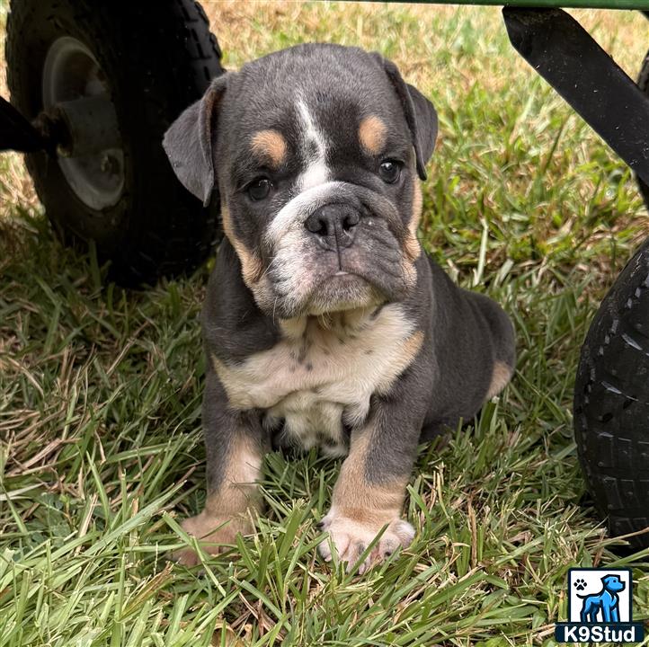 a english bulldog puppy sitting in grass