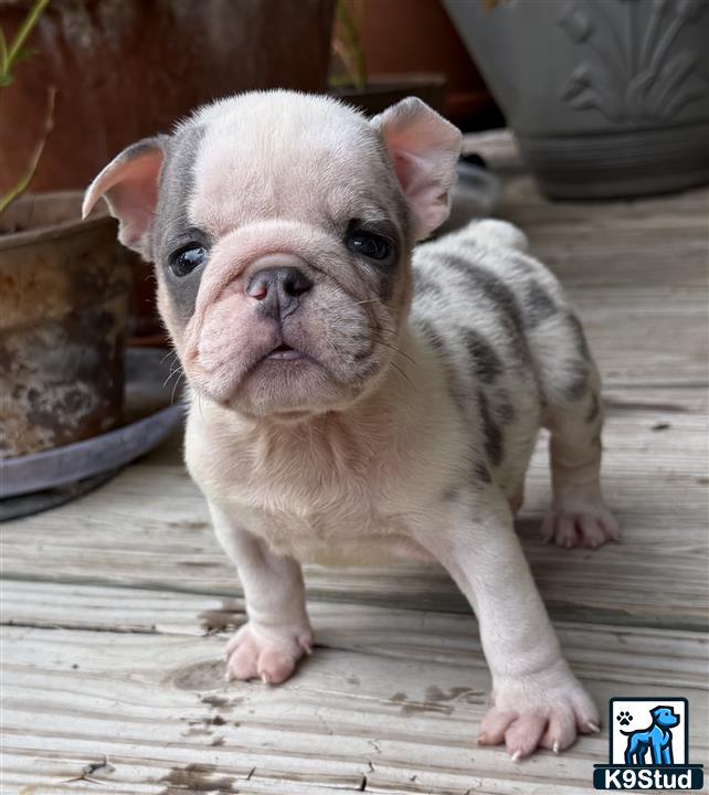 a small english bulldog puppy standing on a wood surface