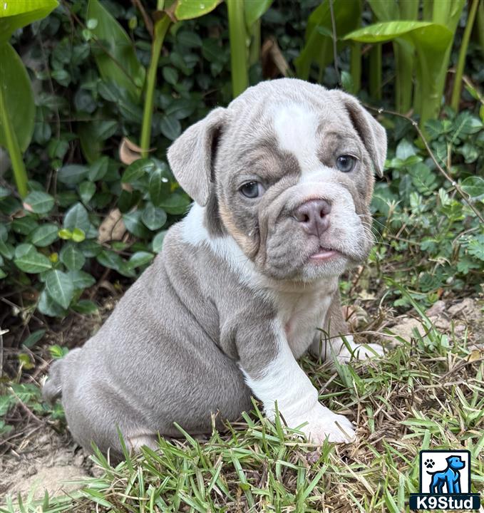 a english bulldog puppy sitting in the grass