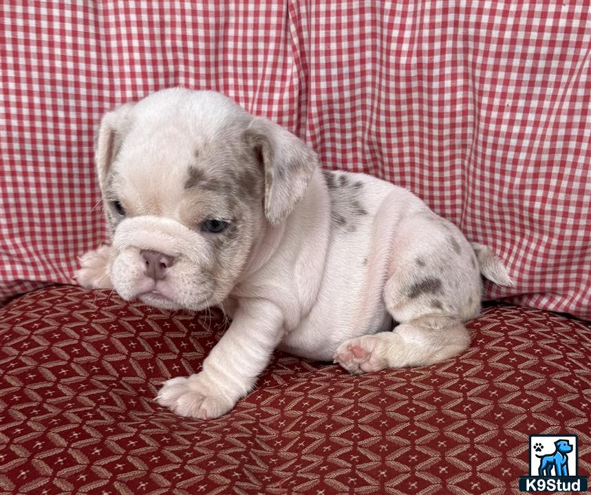 a english bulldog puppy lying on a couch