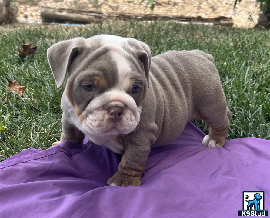 a english bulldog puppy on a blanket