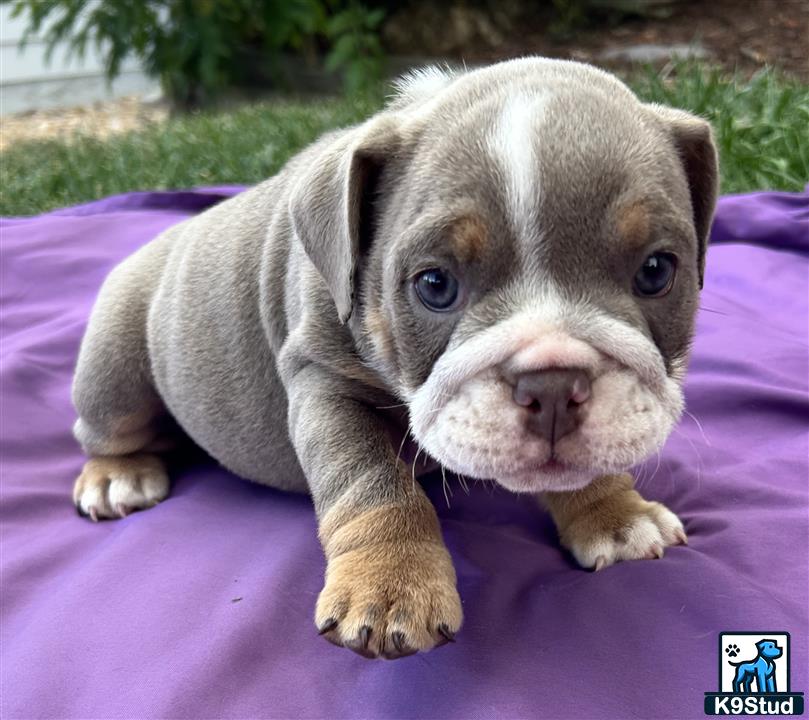 a english bulldog puppy lying on a blanket