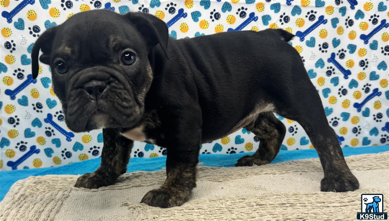 a black english bulldog puppy on a couch