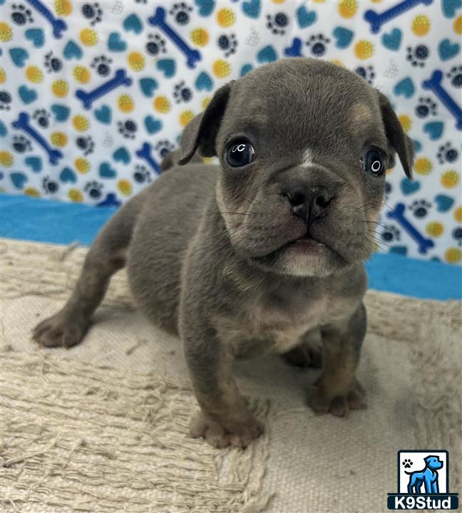 a small english bulldog dog sitting on a carpet