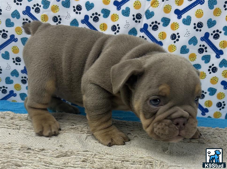 a english bulldog puppy lying on a couch