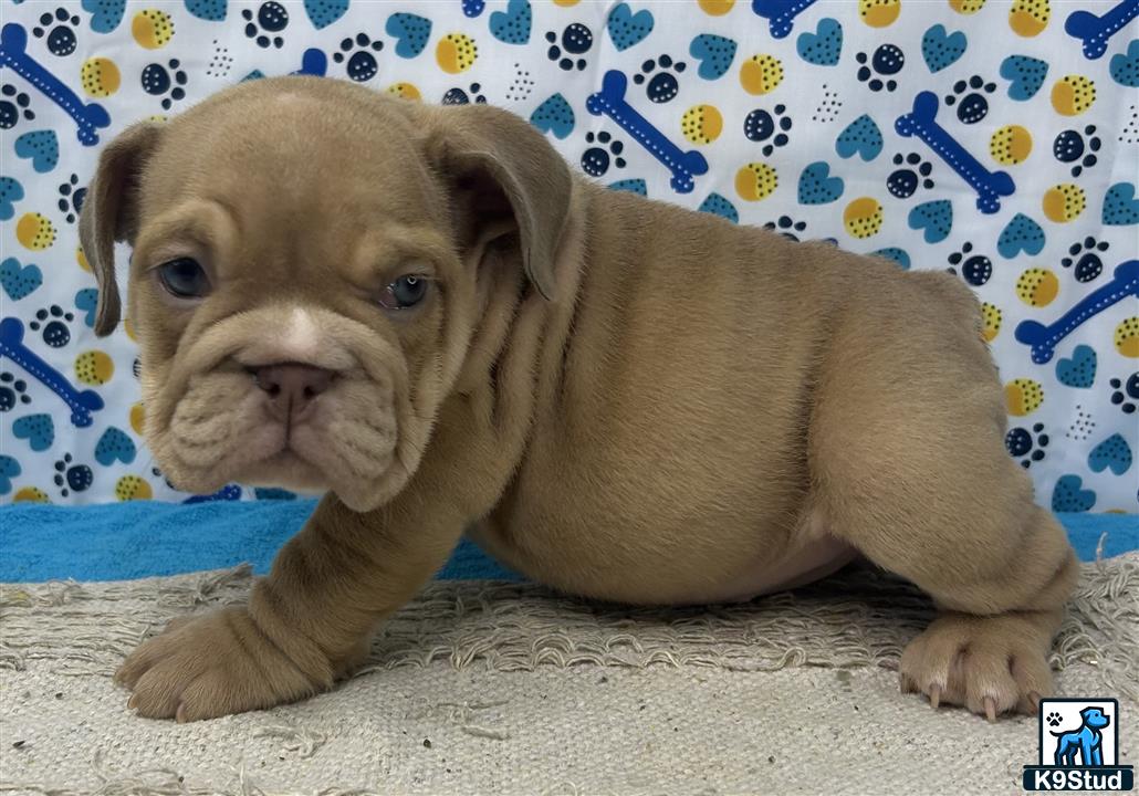 a english bulldog puppy lying on a couch