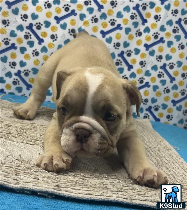 a english bulldog puppy lying on a couch