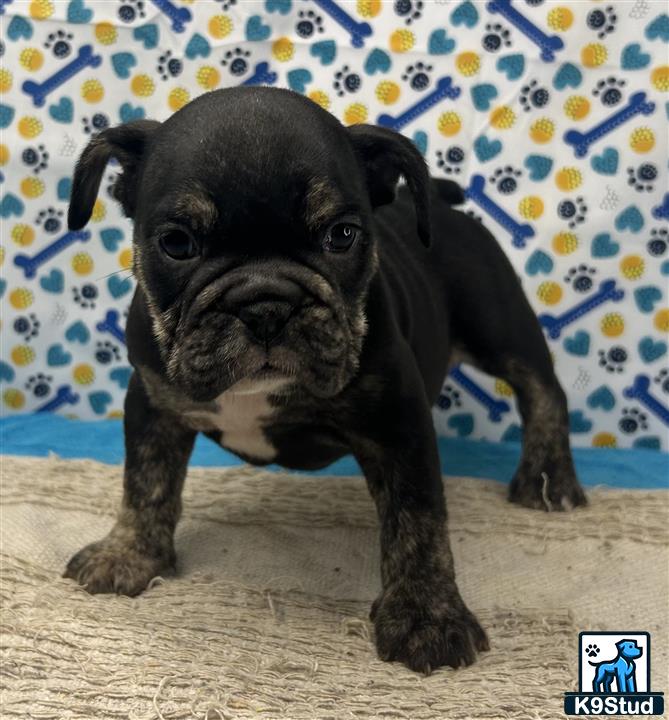 a small black english bulldog dog
