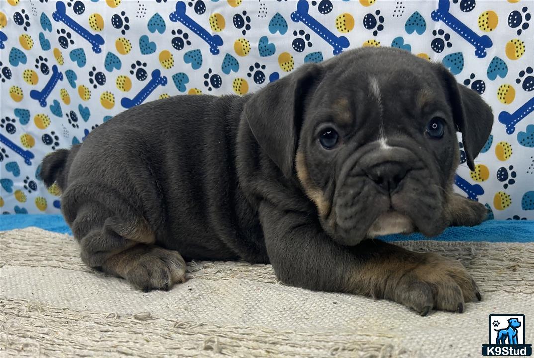 a english bulldog puppy lying on a couch