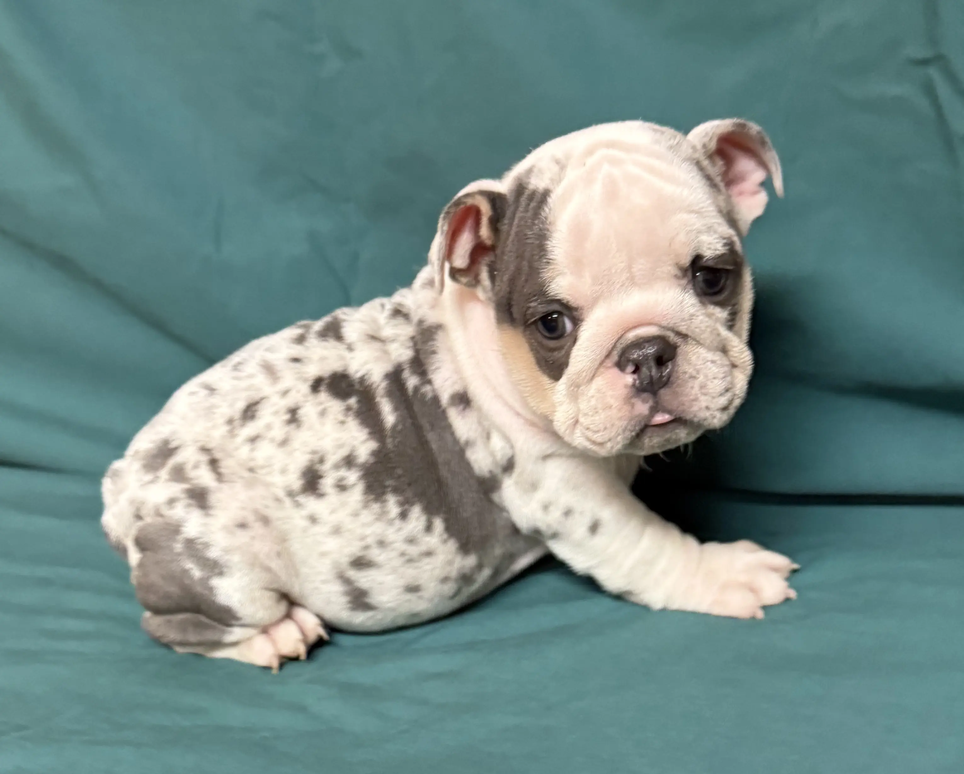 English Bulldog puppy for sale: Spotted gray and white English Bulldog puppy sitting on a green background