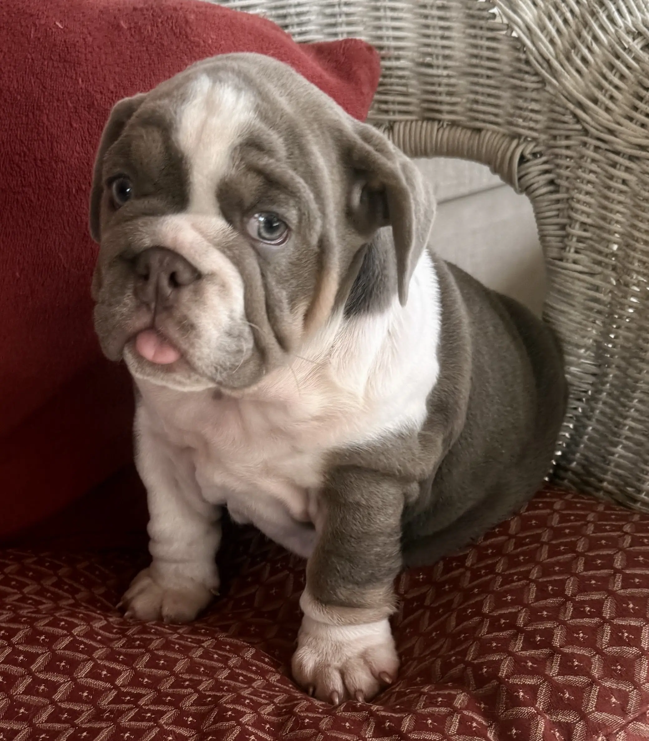 English Bulldog puppy for sale: Blue and white English Bulldog puppy sitting on a red cushion