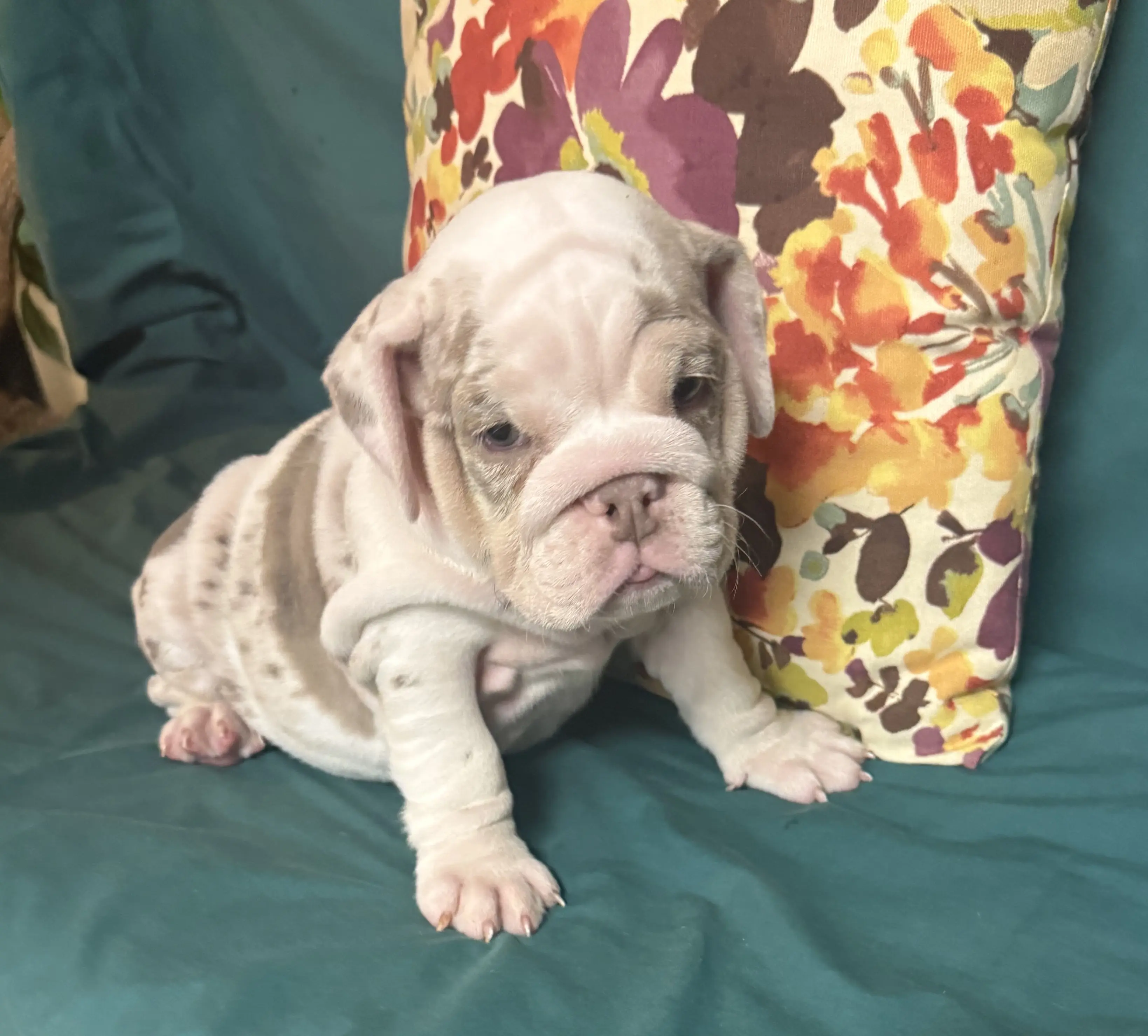 English Bulldog puppy for sale: White and brindle English Bulldog puppy sitting on a colorful floral pillow
