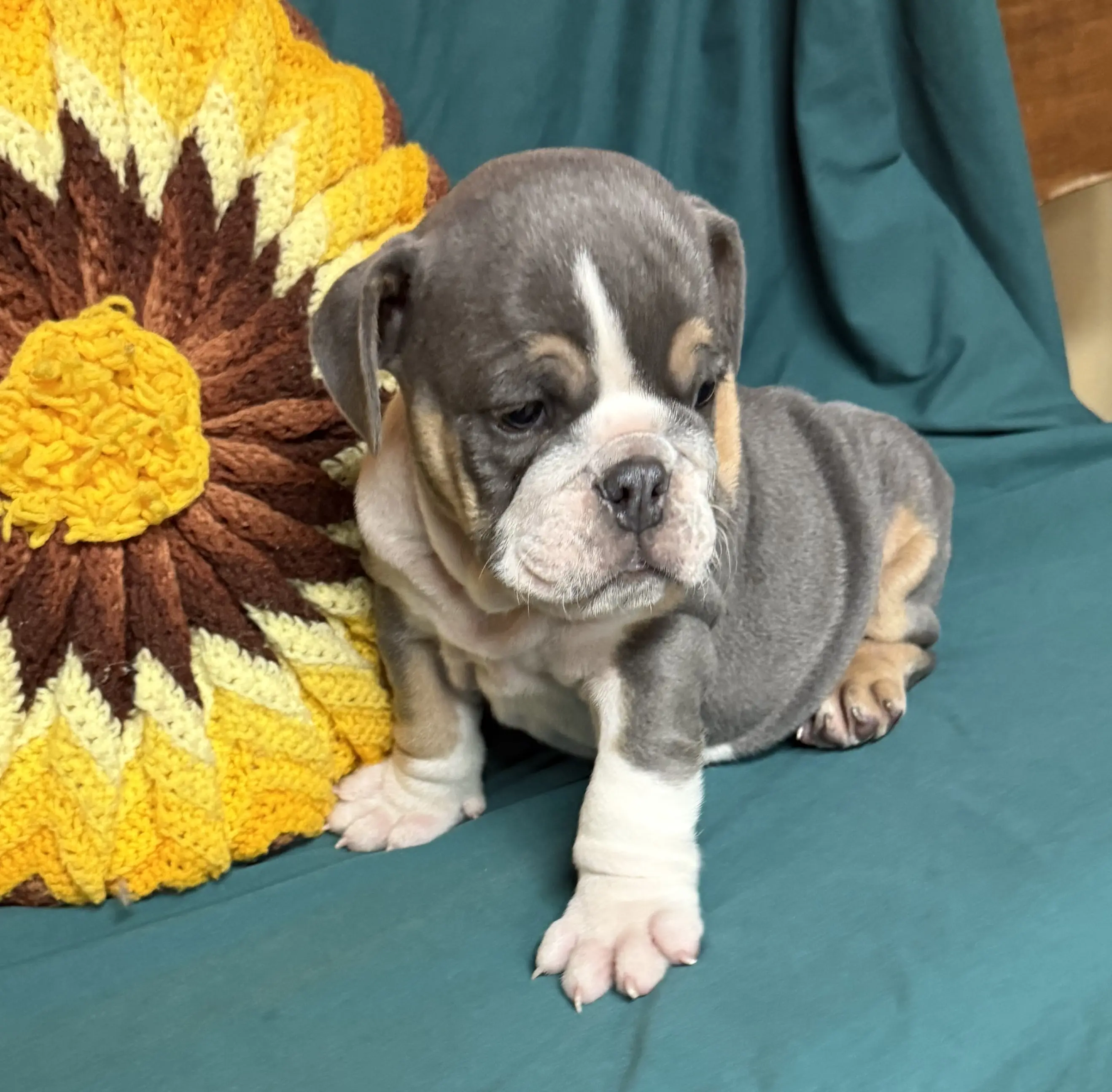 English Bulldog puppy for sale: Gray and tan English Bulldog puppy sitting beside a colorful pillow