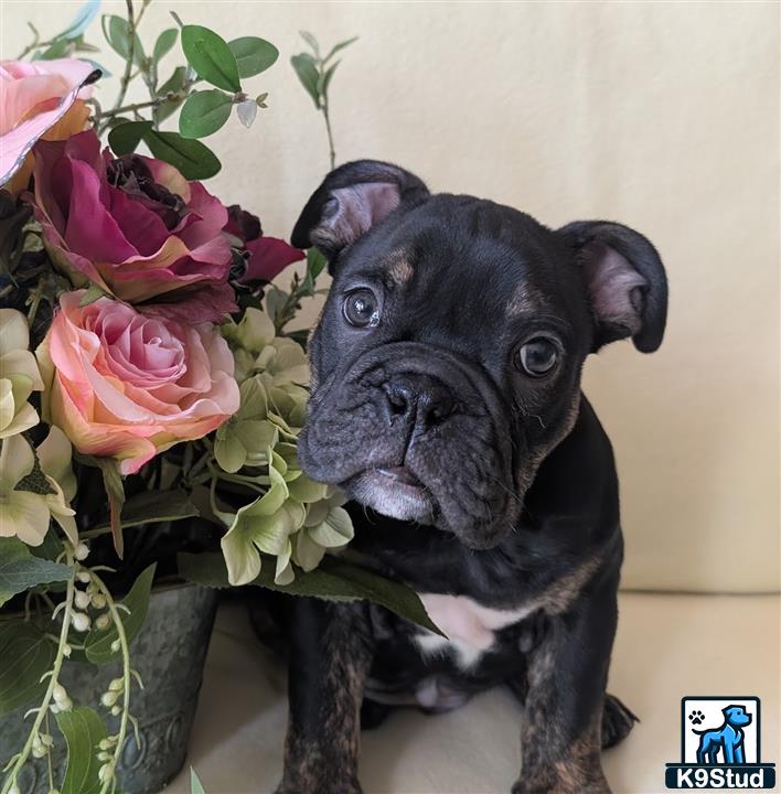 a english bulldog dog holding a bouquet of flowers