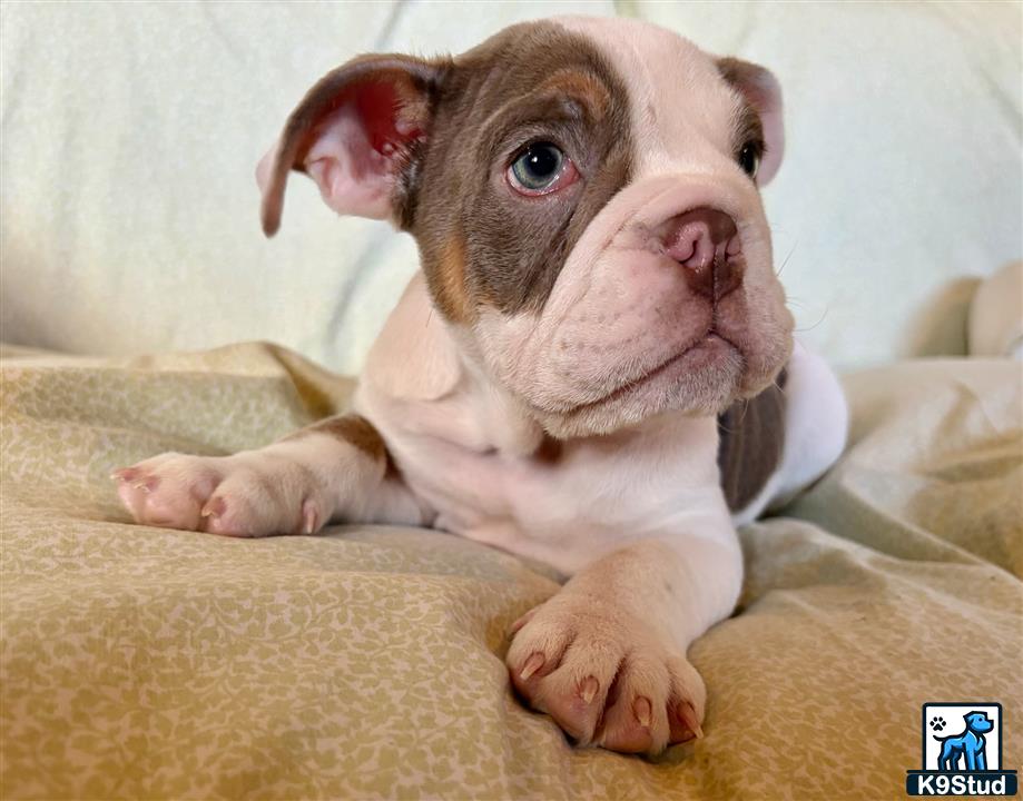 a small english bulldog dog on a bed