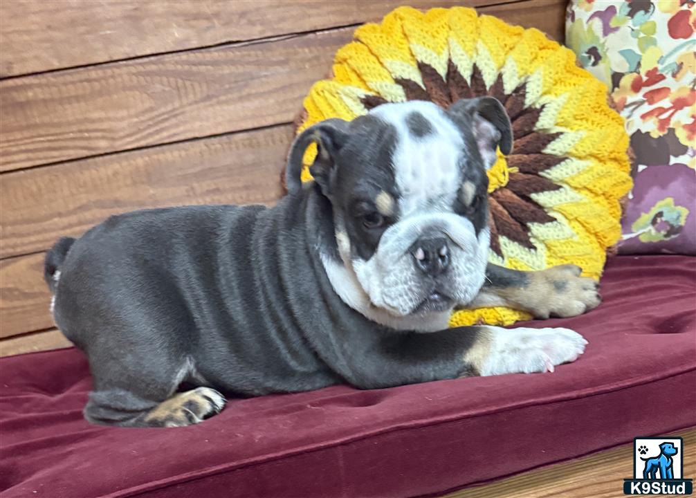 a english bulldog dog lying on a couch
