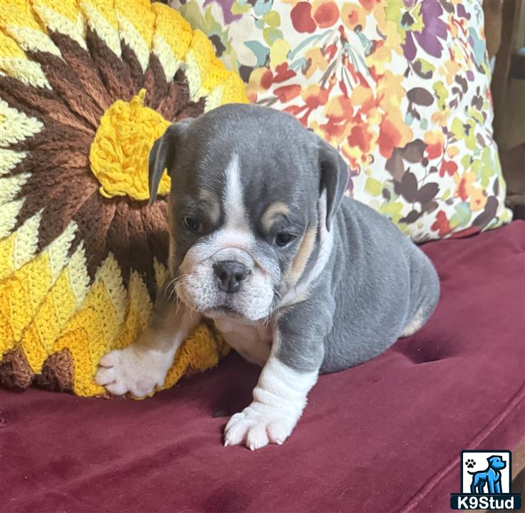 a english bulldog dog wearing a sweater
