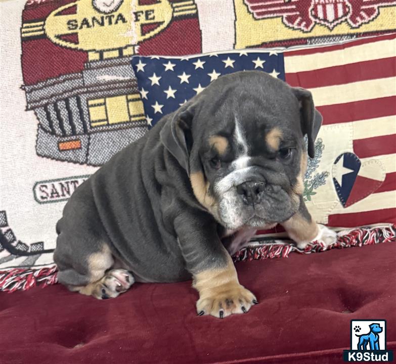 a english bulldog dog wearing a hat