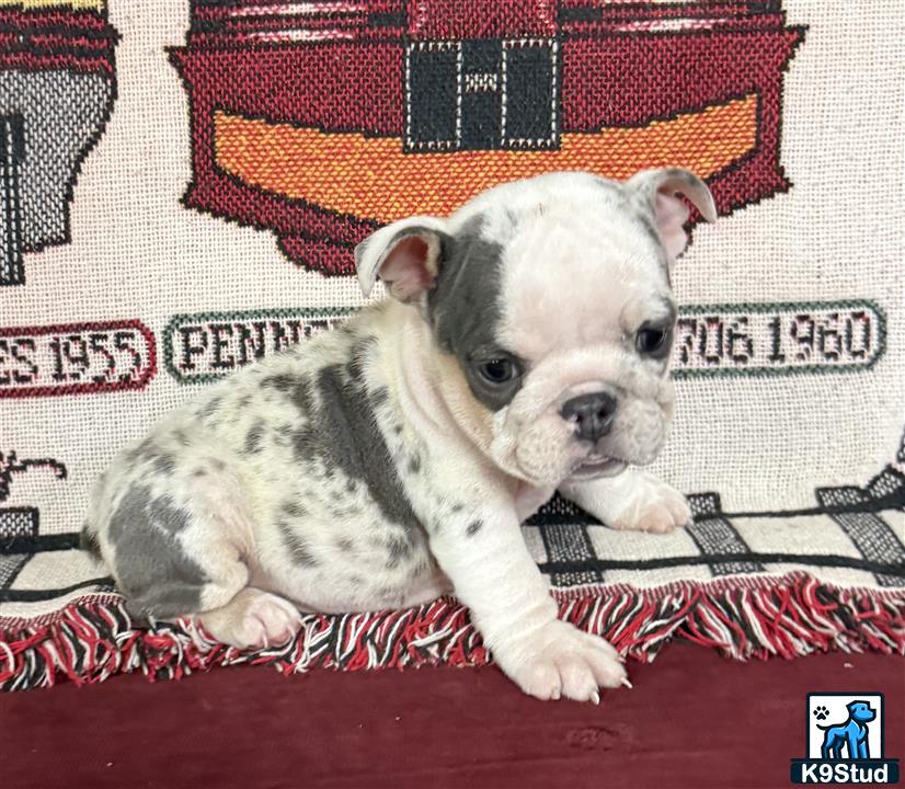 a english bulldog dog sitting on a rug