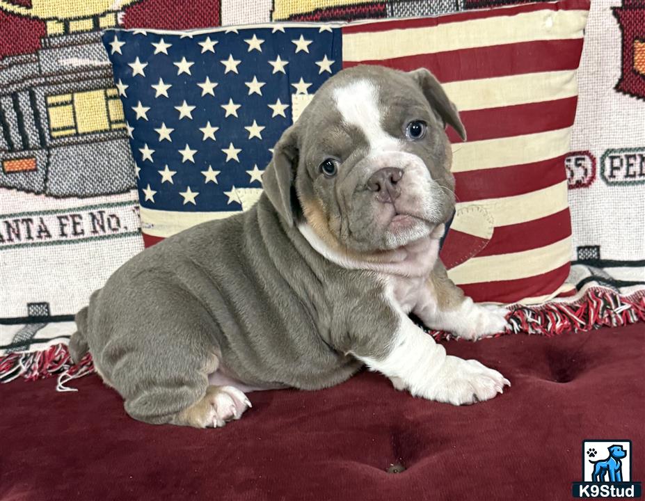 a english bulldog dog lying on a bed with a flag in the background