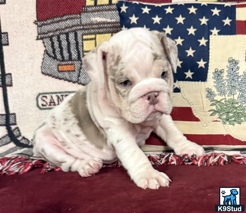 a english bulldog dog wearing a hat