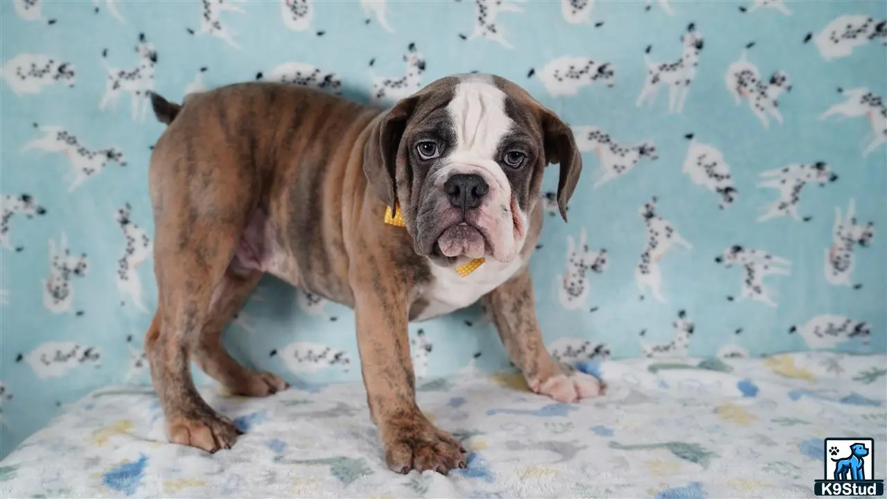 English Bulldog puppy for sale