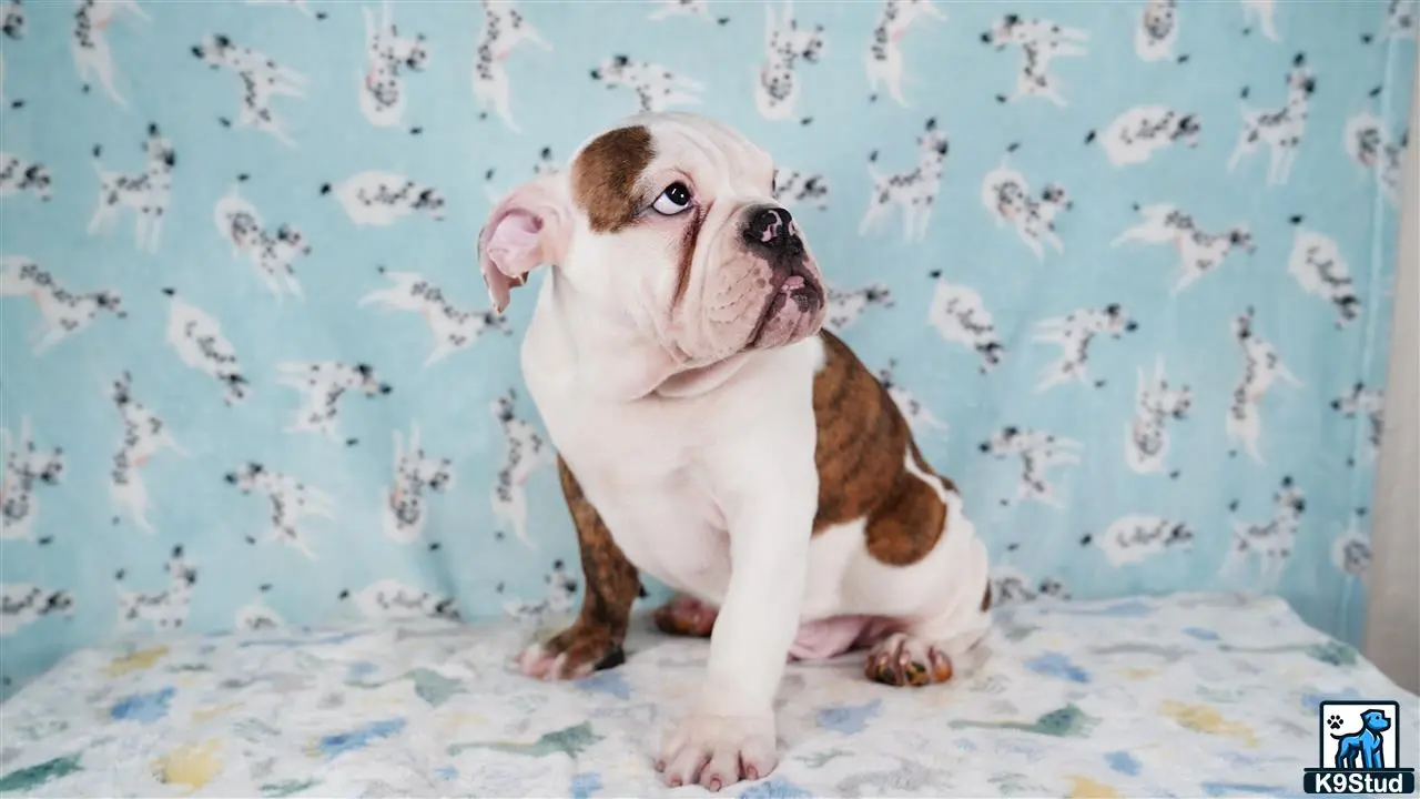 English Bulldog puppy for sale