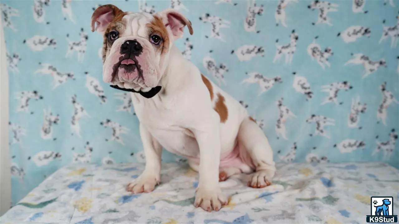 English Bulldog puppy for sale