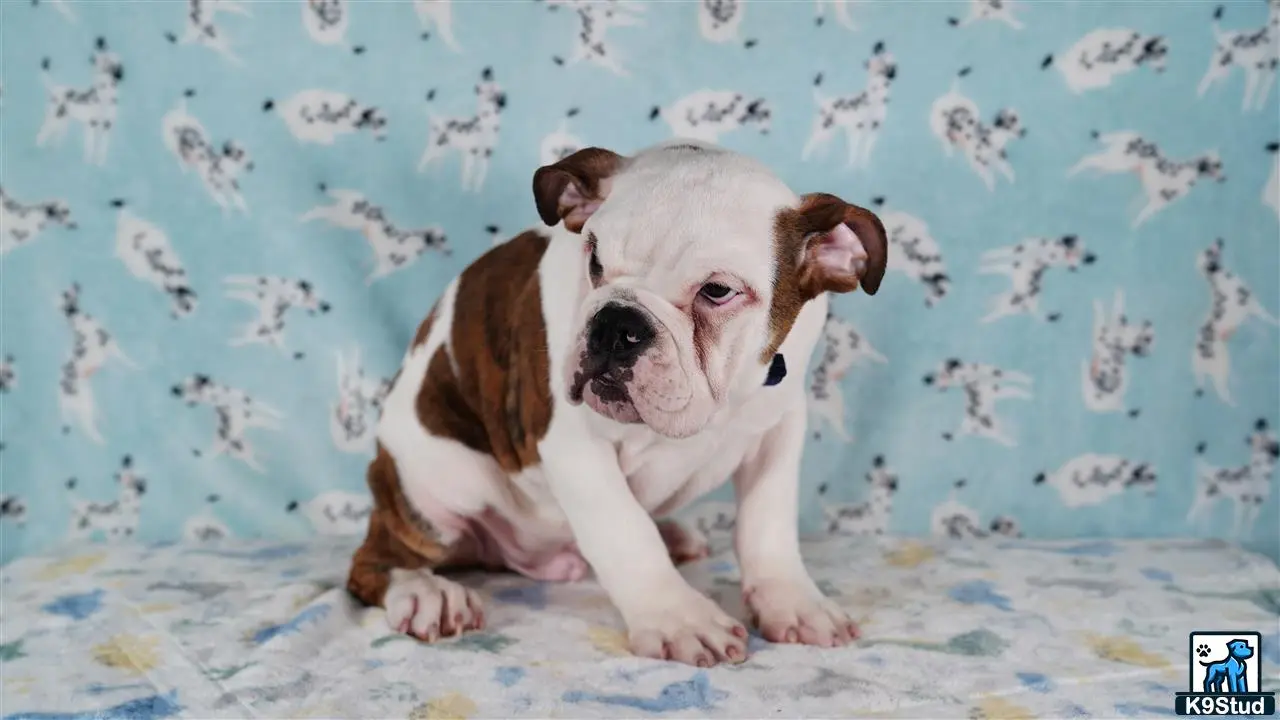 English Bulldog puppy for sale