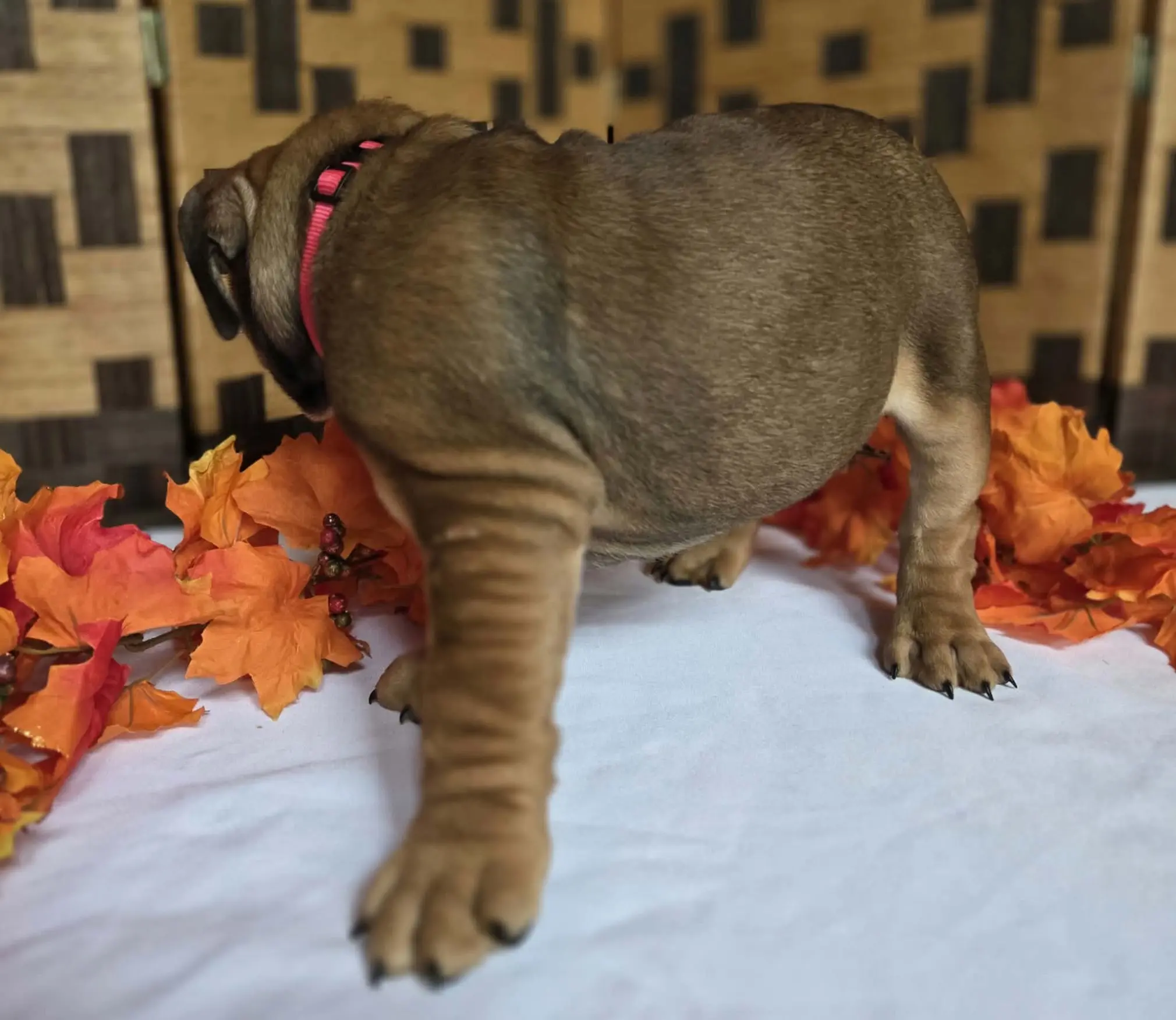English Bulldog puppy for sale: Brown English Bulldog puppy with a pink collar among autumn leaves