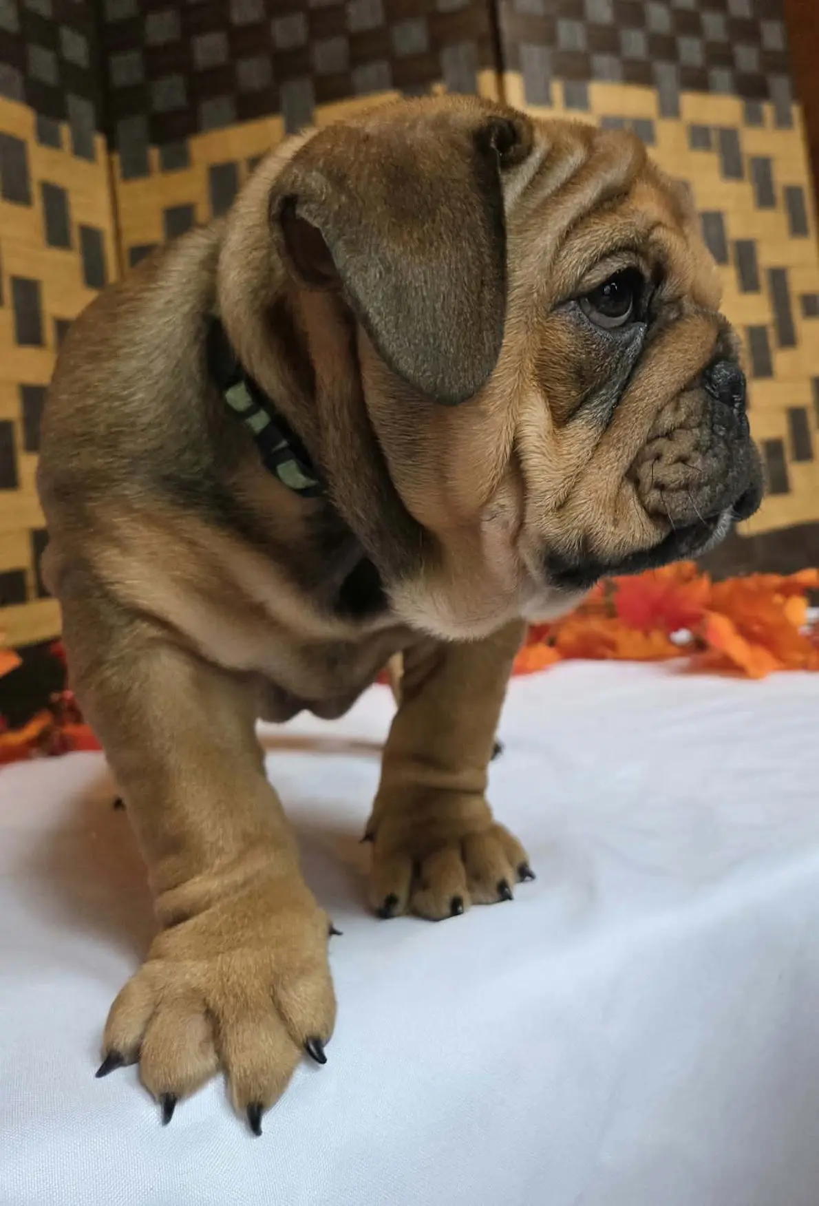 English Bulldog puppy for sale: Brown puppy with wrinkled coat standing on a white surface