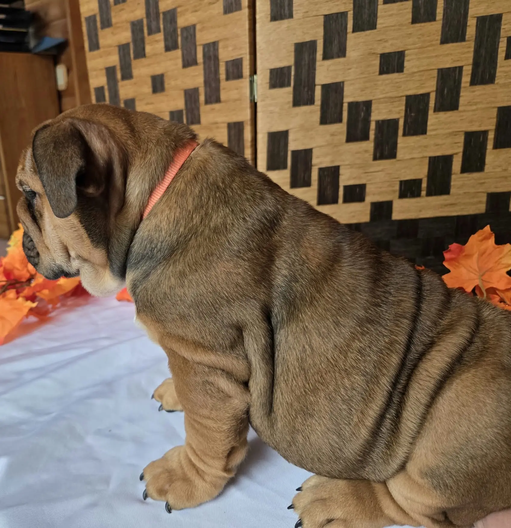English Bulldog puppy for sale: Brindle English Bulldog puppy sitting against a wooden backdrop