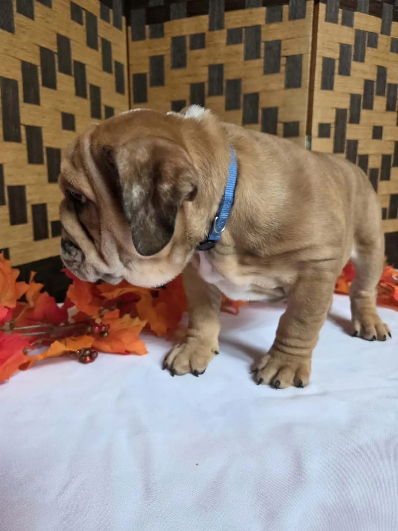 English Bulldog puppy for sale: Brindle English Bulldog puppy standing among autumn leaves