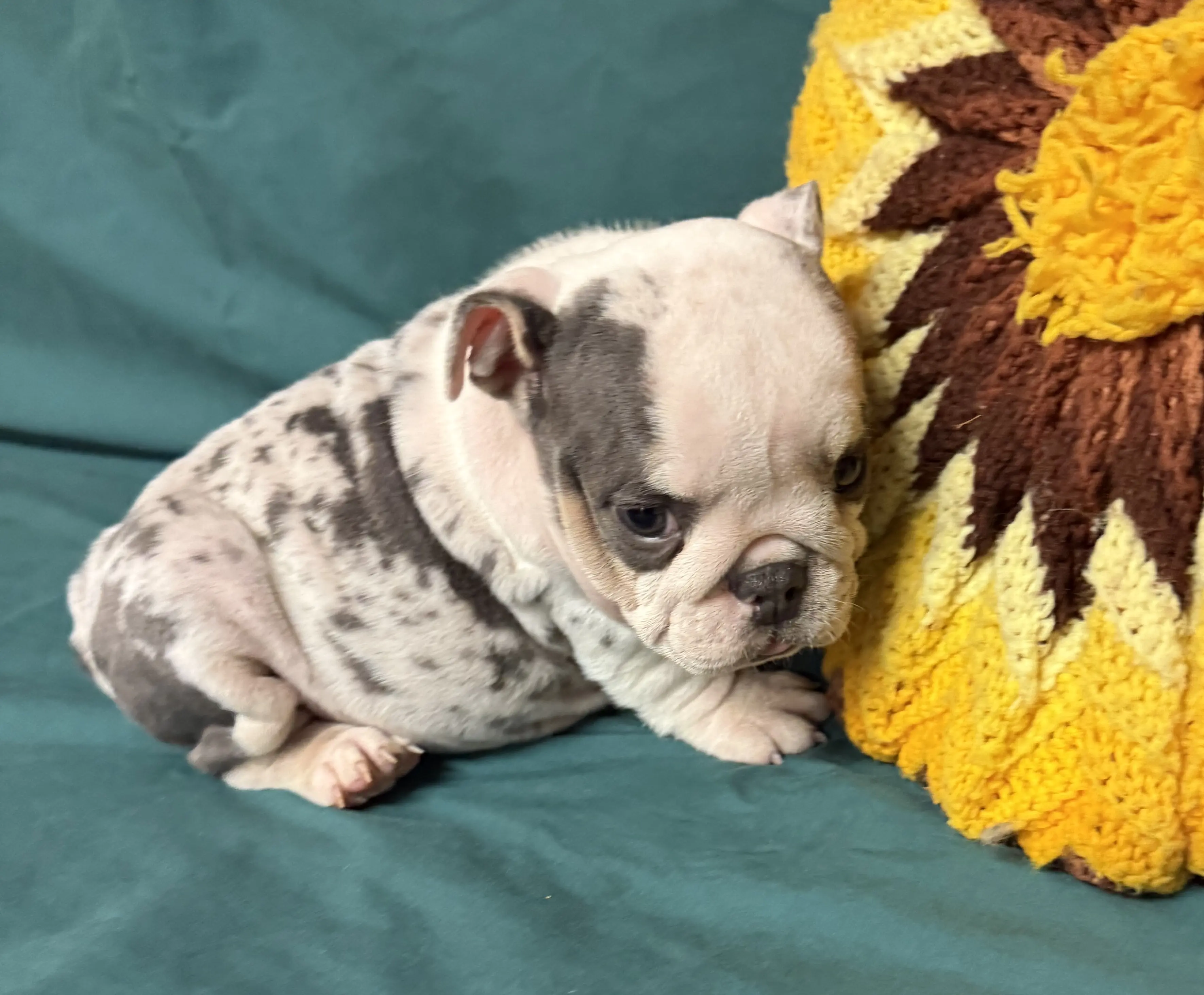 English Bulldog puppy for sale: Gray and white English Bulldog puppy sitting beside a yellow pillow