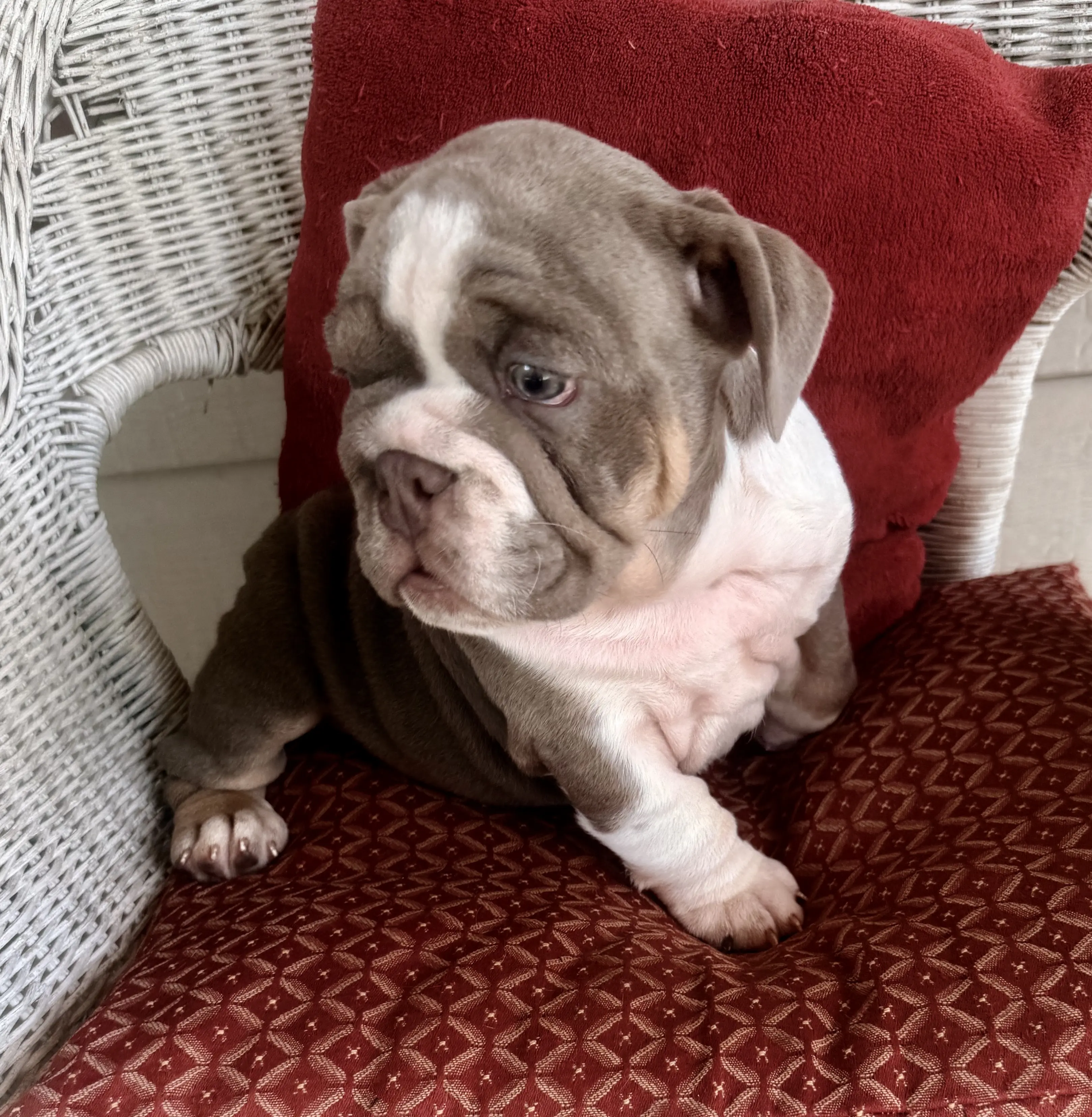 English Bulldog puppy for sale: Brown and white English Bulldog puppy sitting on a red pillow