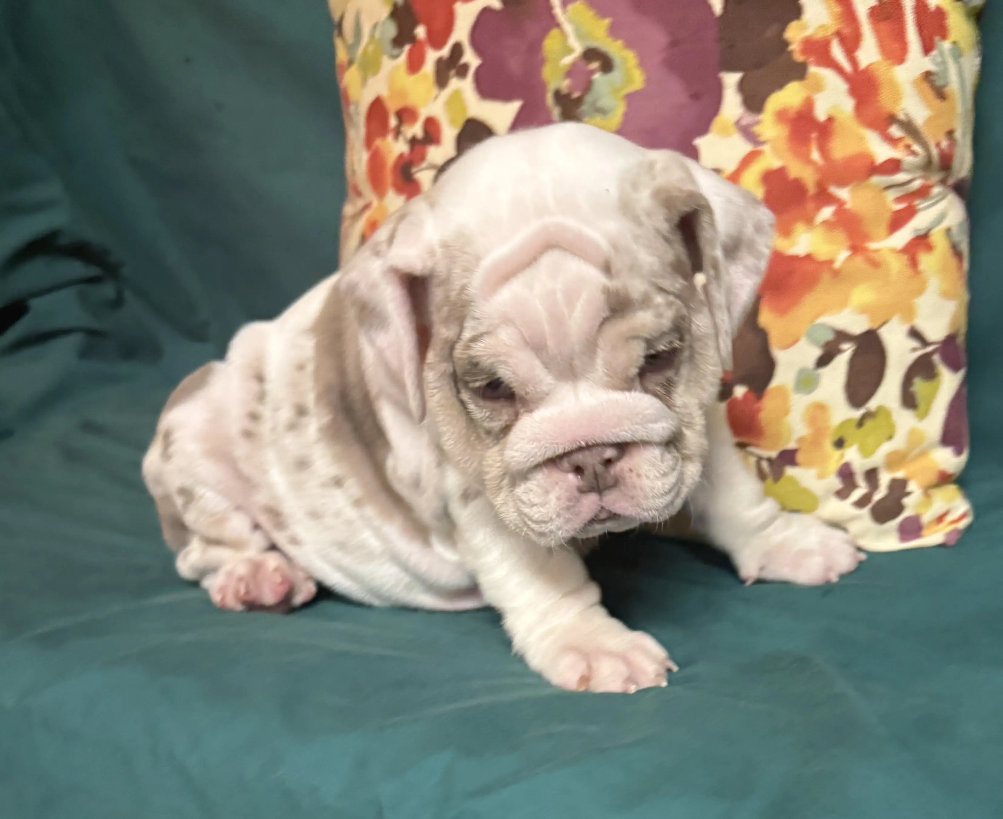 English Bulldog puppy for sale: White and gray spotted English Bulldog puppy sitting on a couch
