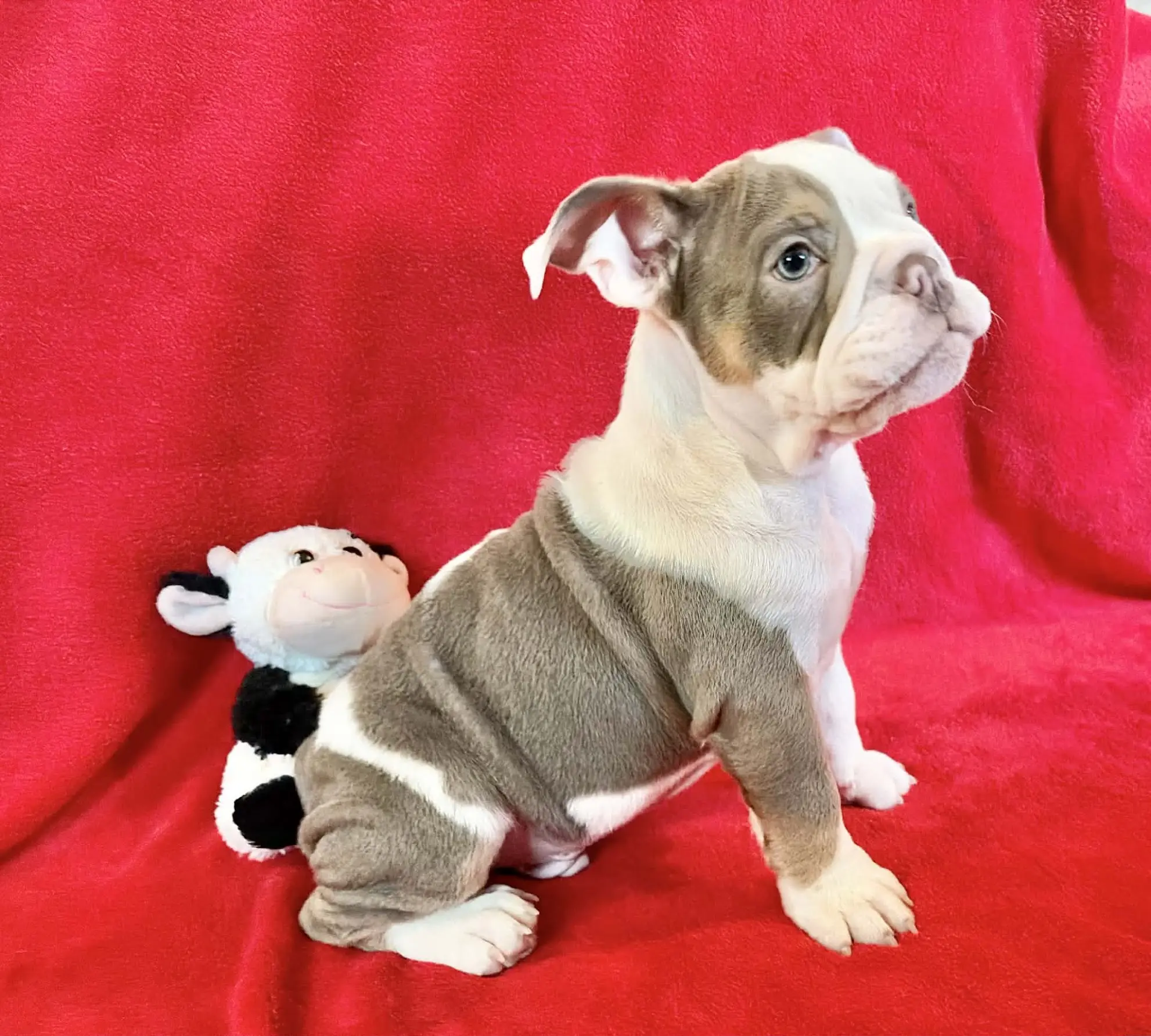 English Bulldog puppy for sale: Gray and white English Bulldog puppy sitting with a toy cow