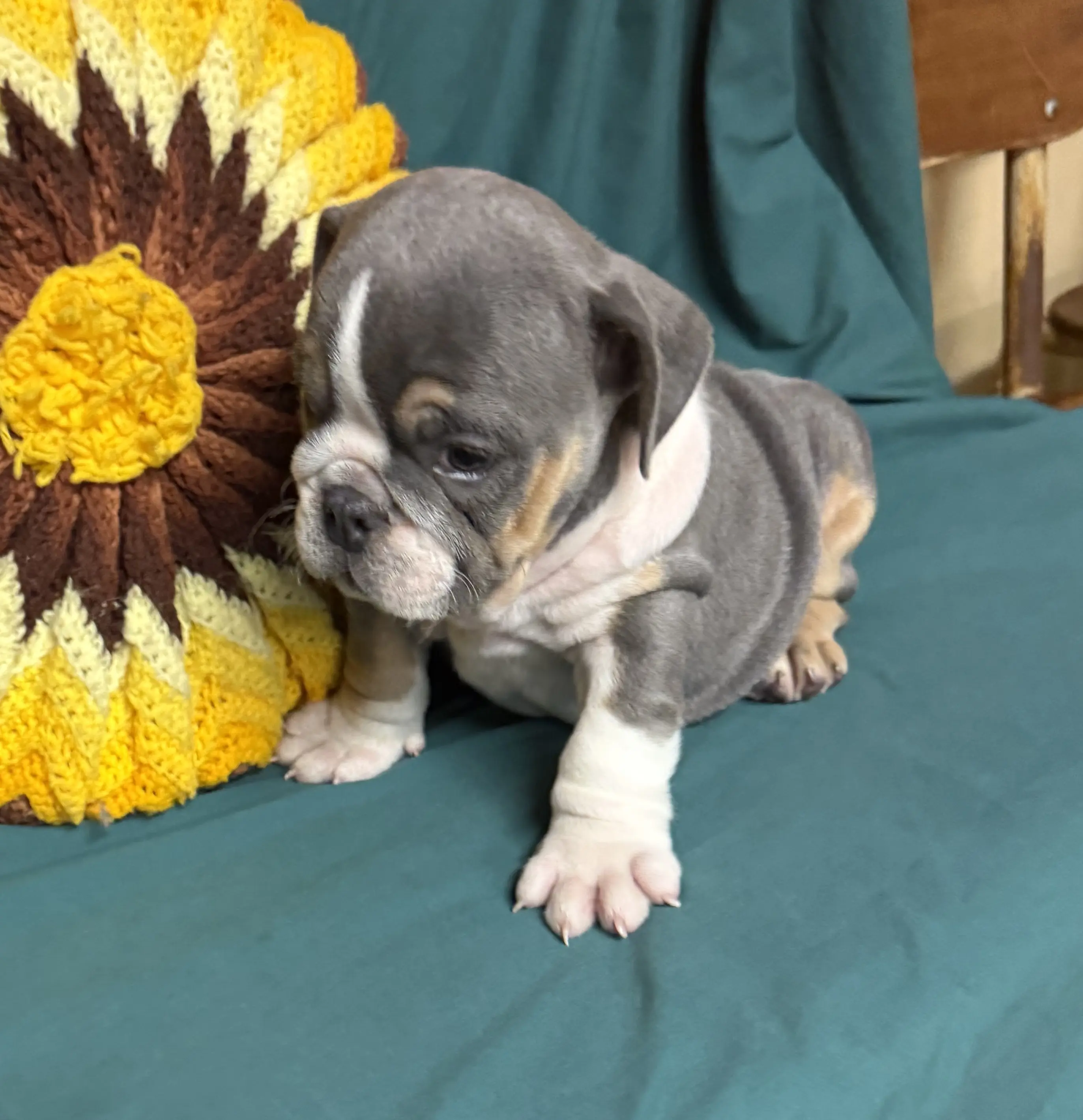 English Bulldog puppy for sale: Gray and tan English Bulldog puppy sitting beside a colorful pillow