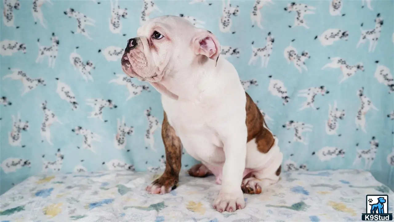 English Bulldog puppy for sale