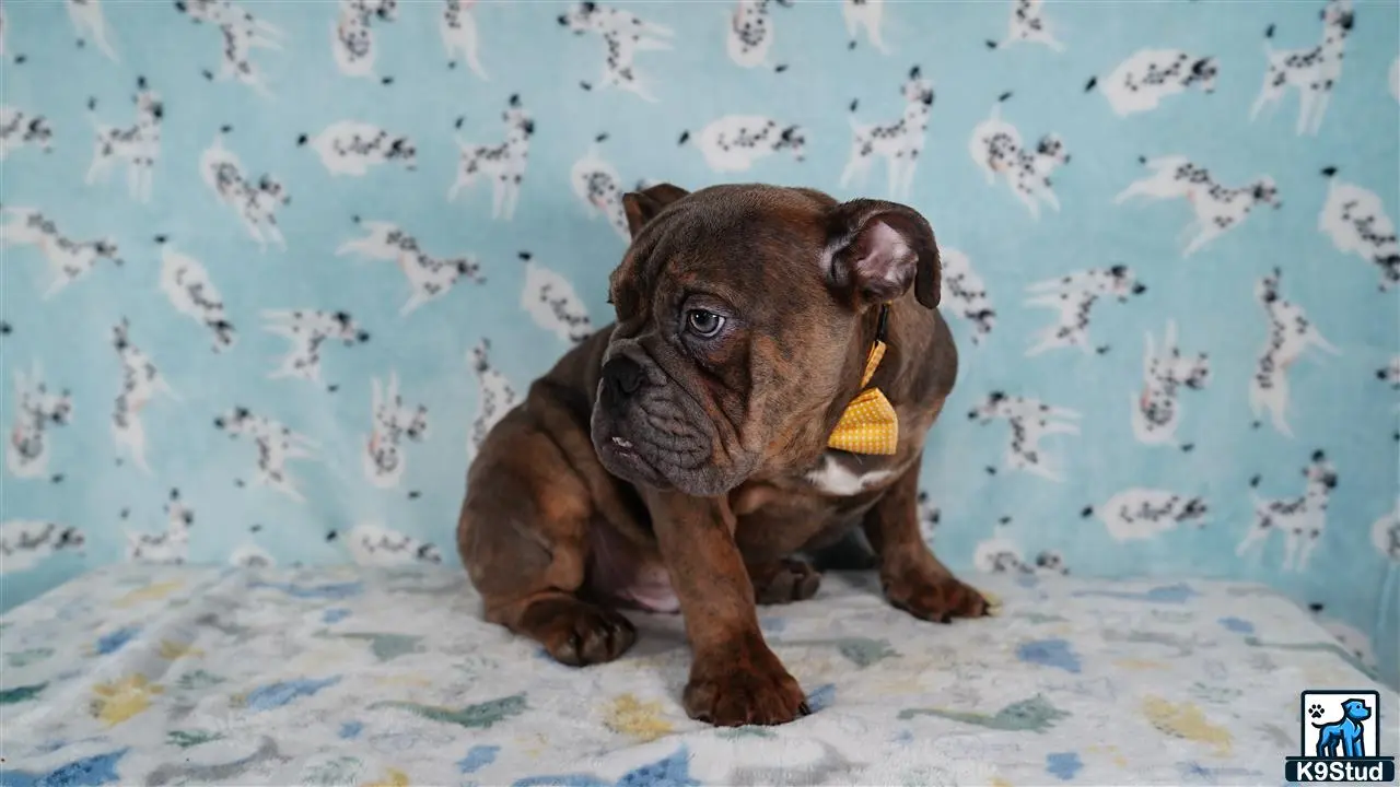 English Bulldog puppy for sale