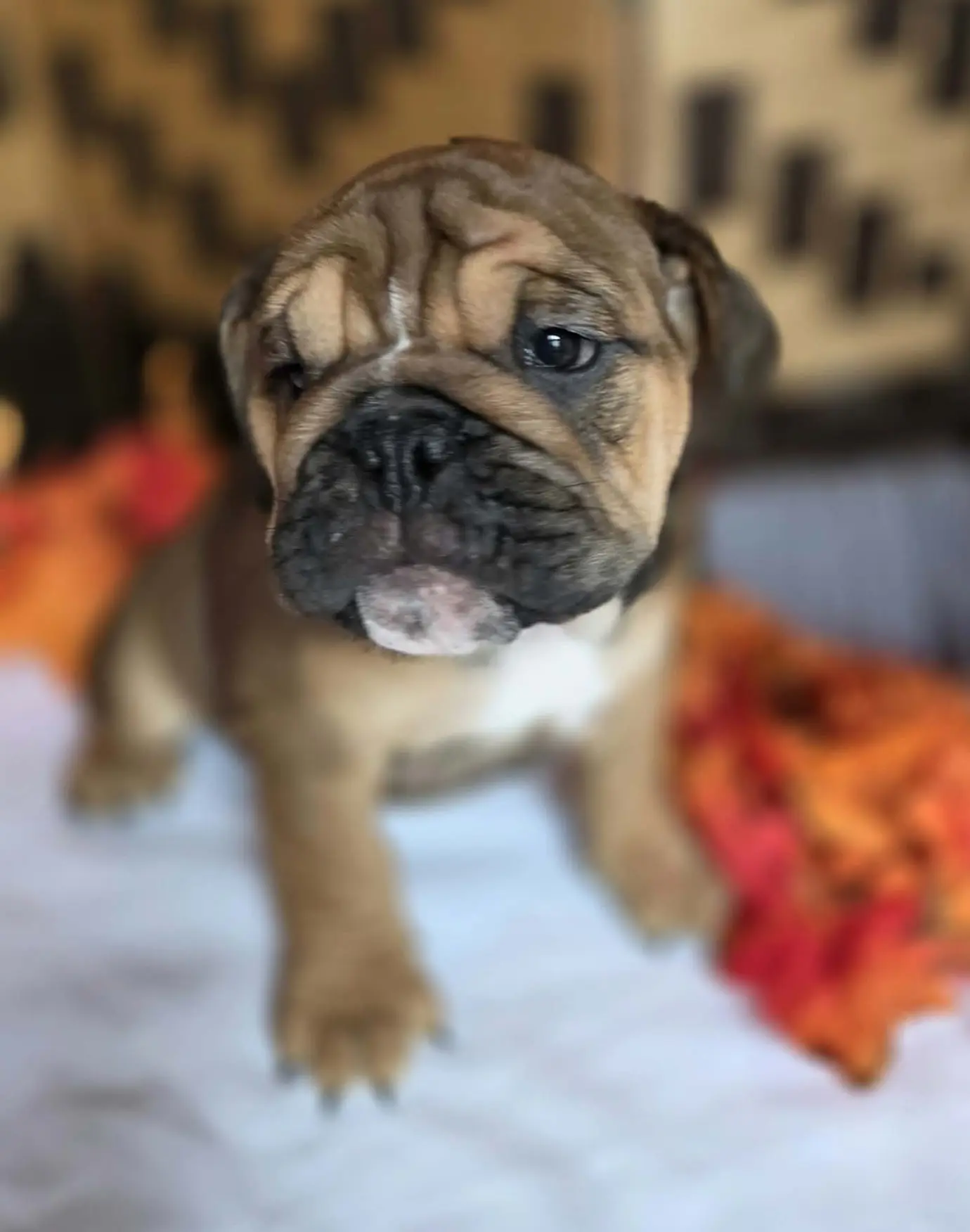 English Bulldog puppy for sale: Brindle English Bulldog puppy sitting on a white surface with autumn leaves