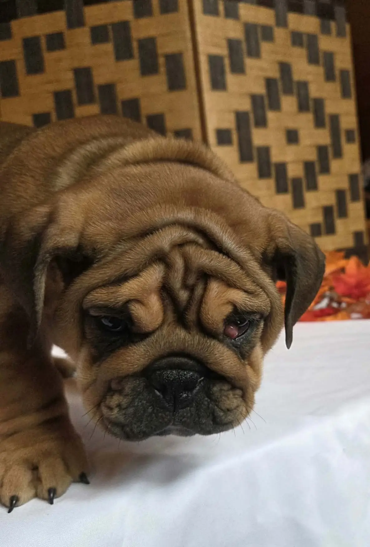English Bulldog puppy for sale: Brindle English Bulldog puppy with a wrinkled face and sad expression