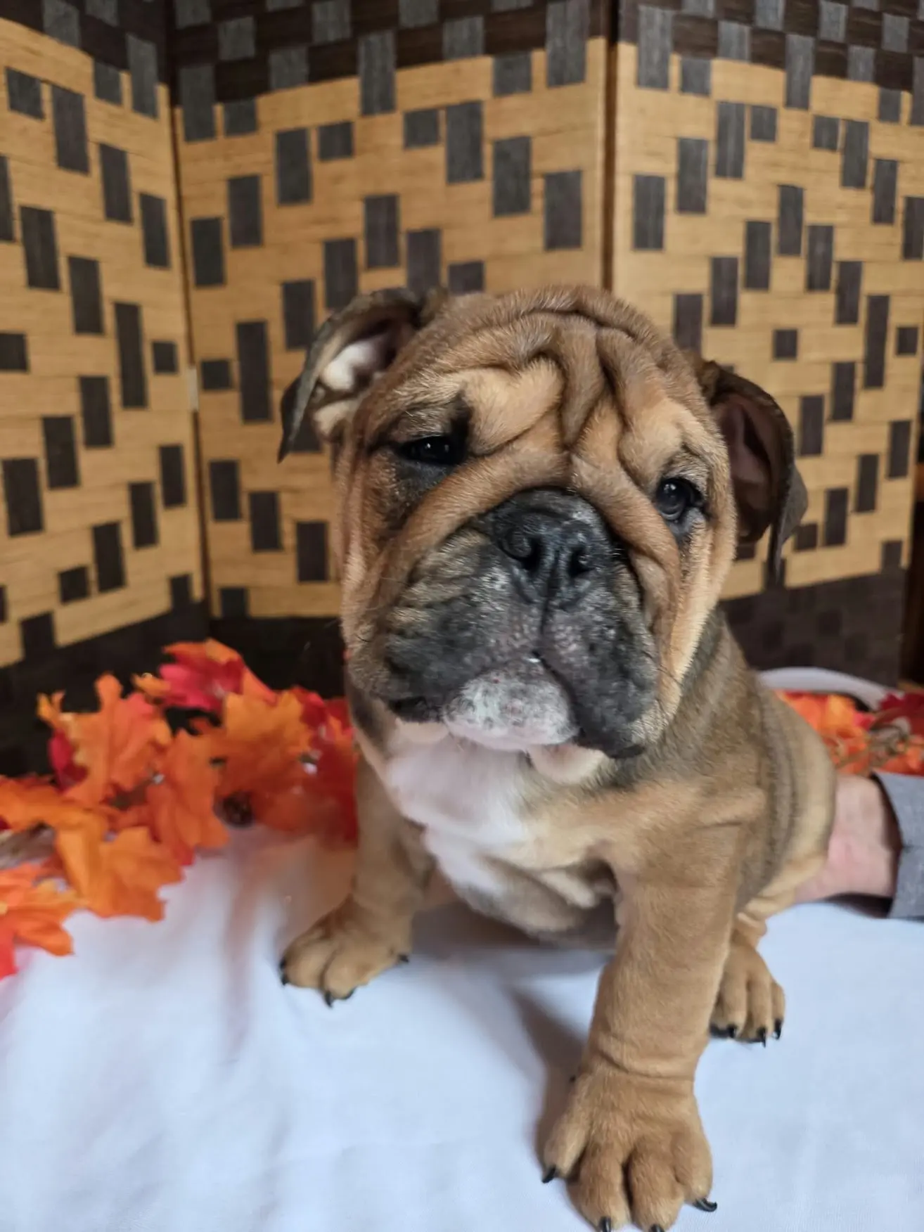 English Bulldog puppy for sale: Brindle English Bulldog puppy sitting among autumn leaves